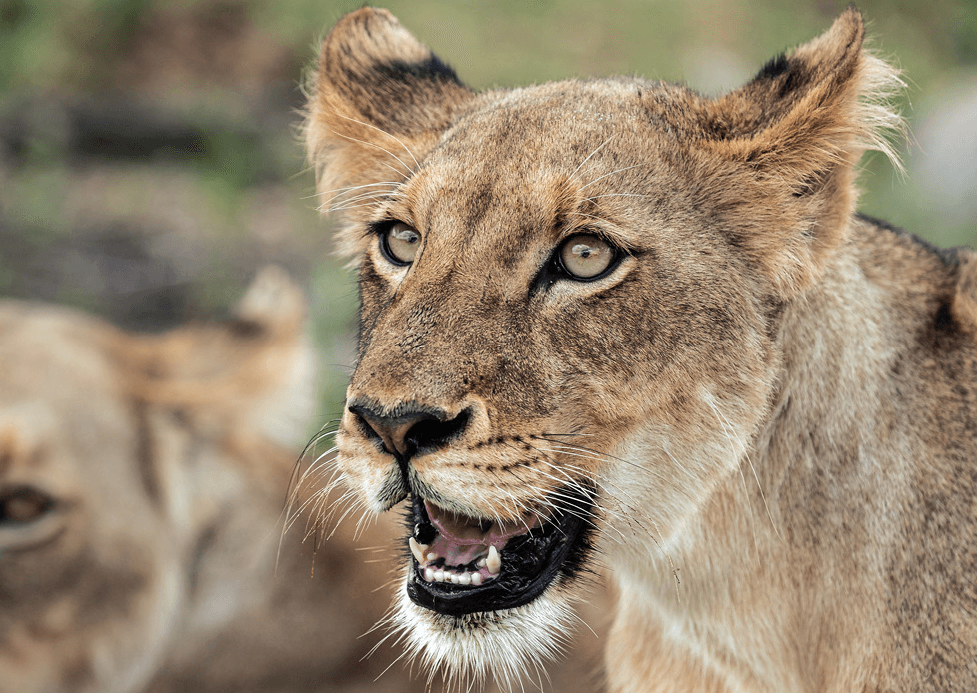 Samsung Galaxy livestreamed 24,000 poaching patrols