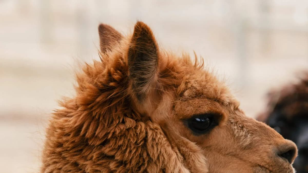 South Australia Tourism: Working Holiday Visa Influencer Campaign