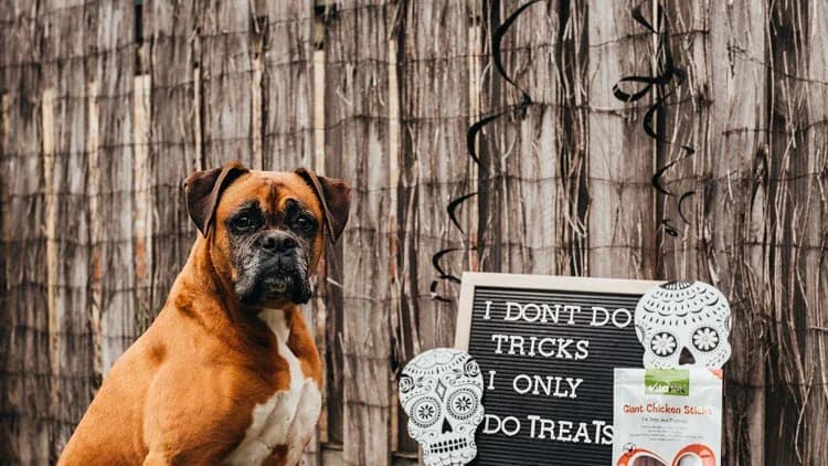 Show your dog's tricks for Halloween-5