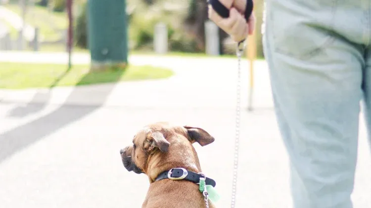 A brown dog on a chain leash sits beside a person in light jeans on a sunny park path, with a green tag on its collar