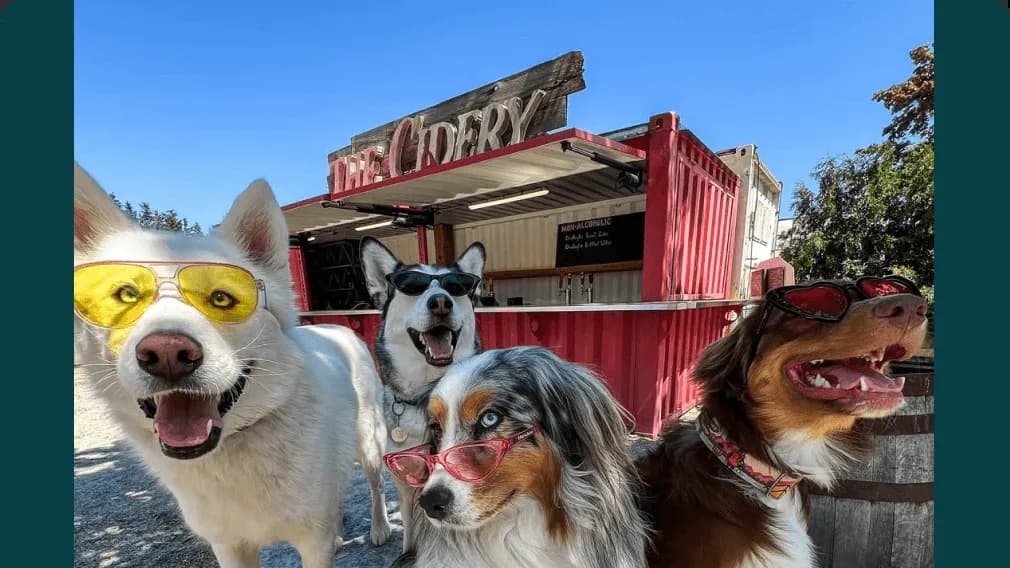 Four dogs wearing colorful sunglasses pose in front of a red shipping-container bar with a sign reading "THE CIDERY"