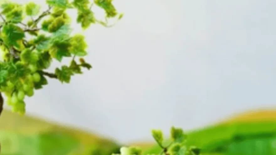 Blurred green leafy branches in the foreground against a pale gray sky and soft green rolling hills
