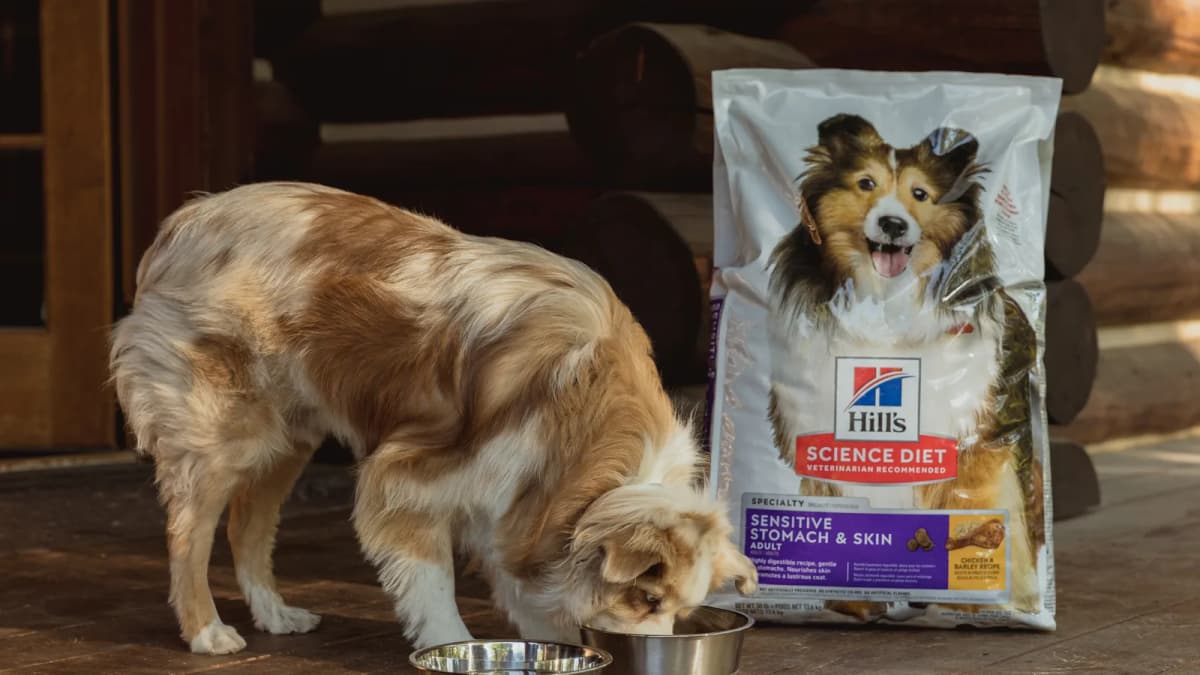 Tan and white dog eats from a steel bowl beside a Hill's "Sensitive Stomach & Skin" dog food bag on a log cabin porch