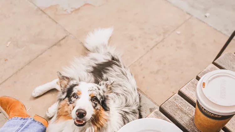 Pets Welcome-6